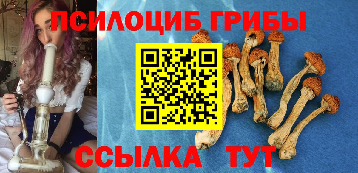 Псилоцибиновые грибы Cubensis Ачинск